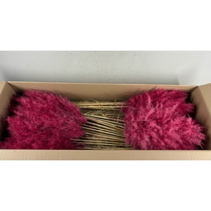 DF Pampas 115cm Red