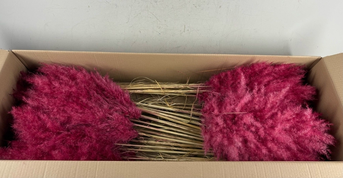 <h4>DF Pampas 115cm Red</h4>