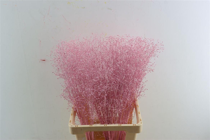 <h4>Snijbloemen overig kleurbehandeld H%</h4>