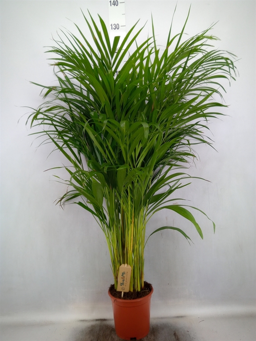 <h4>Dypsis lutescens   ...Chrysalidoca</h4>