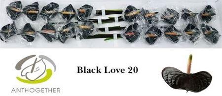 <h4>Anth Black Love</h4>