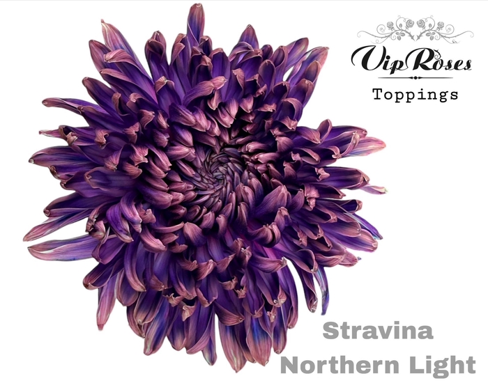 <h4>CHR G STRAVINA NORTHERN LIGHT</h4>
