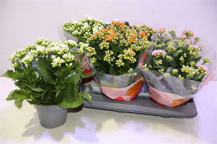 <h4>arr8 Kal Ge Rf Gem 3 Kl</h4>