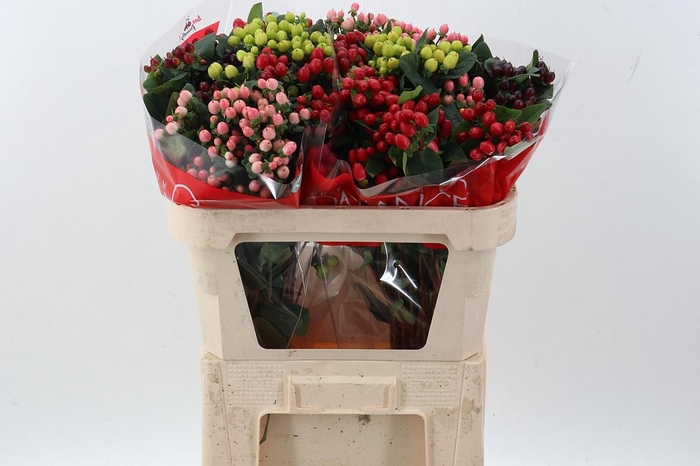 <h4>Hyp Rainb Rom Spray</h4>