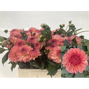 Dahlia Sebastian Punthuis