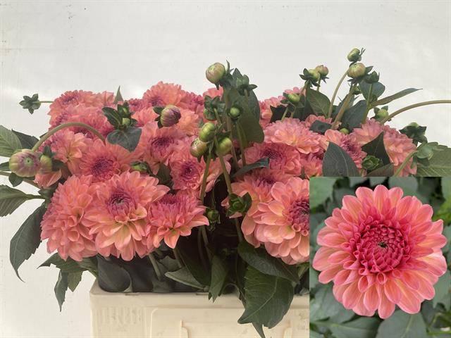 <h4>Dahlia Sebastian Punthuis</h4>