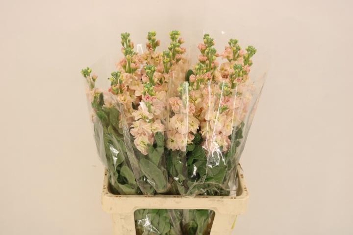 <h4>MATTH IRON APRICOT</h4>