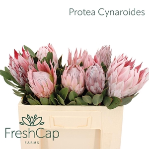 PROTEA CYNAROIDES