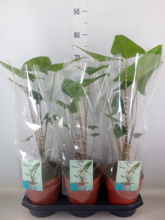 <h4>Alocasia zebrina</h4>