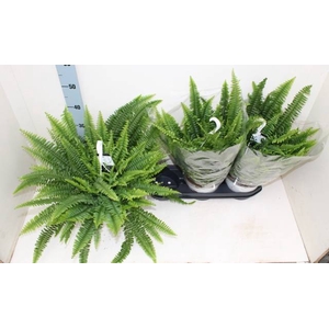 Nephrolepis exaltata Sonata 19Ø 60cm