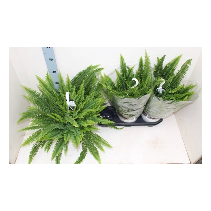 <h4>Nephrolepis exaltata Sonata 19Ø 60cm</h4>