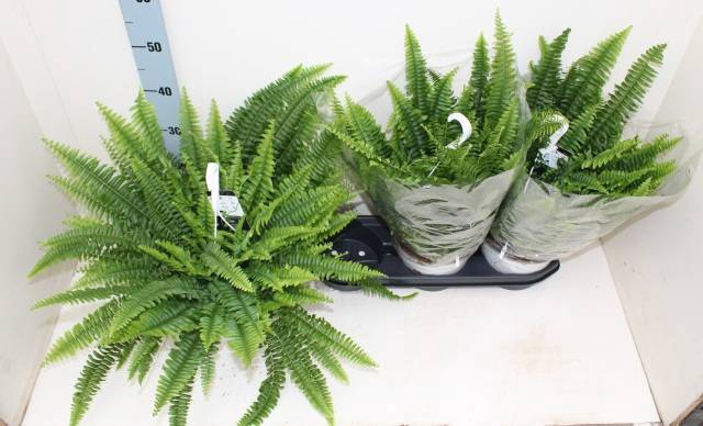 Nephrolepis exaltata Sonata 19Ø 60cm