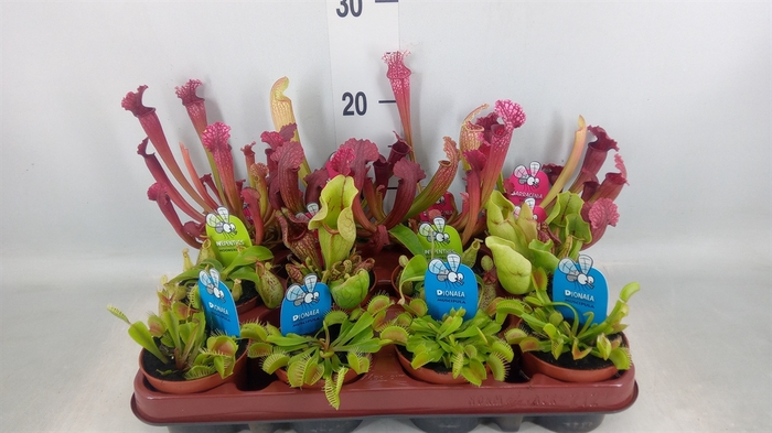<h4>Vleesetende planten</h4>