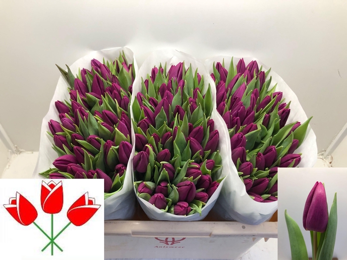 <h4>TU EN PURPLE PRINCE</h4>