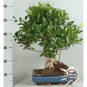 Bonsai Gem