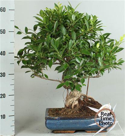 <h4>Bonsai Gem</h4>