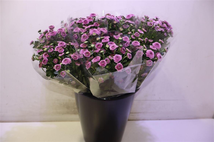 <h4>Chr S Jamey Dark</h4>