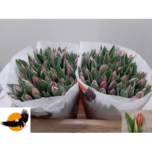 Tu En Pretty Princess