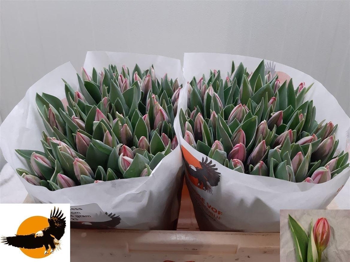 <h4>Tu En Pretty Princess</h4>