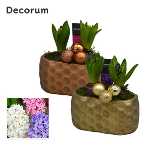 Hyacint Rava HL15332 [SHINY & SPARKLING]