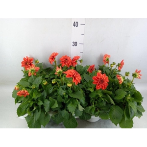 Dahlia  'Dahlietta Rachel'