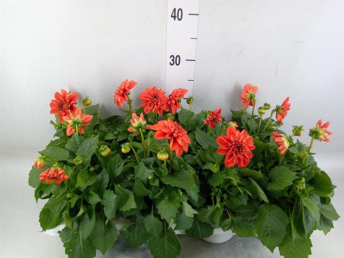 <h4>Dahlia  'Dahlietta Rachel'</h4>