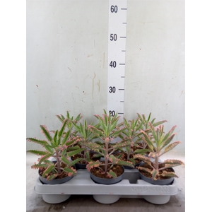 Kalanchoe NF   ...
