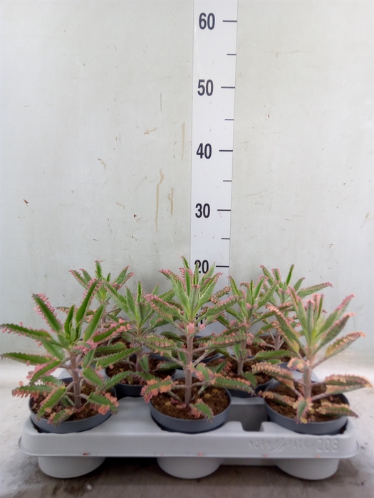<h4>Kalanchoe NF   ...</h4>
