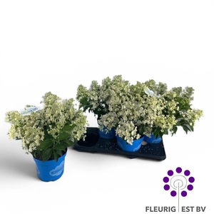 HYDR PA BLOOM CUMULU