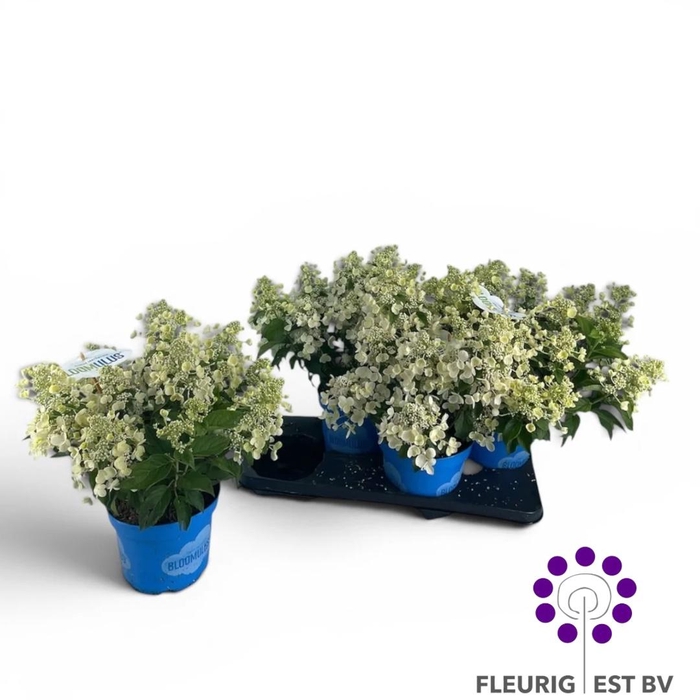 <h4>HYDR PA BLOOM CUMULU</h4>