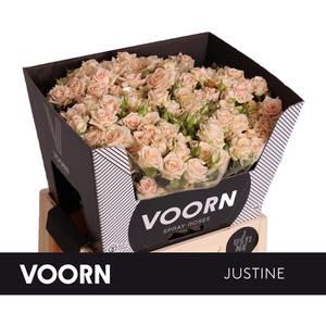 Rosa TR 'Justine' VOORN