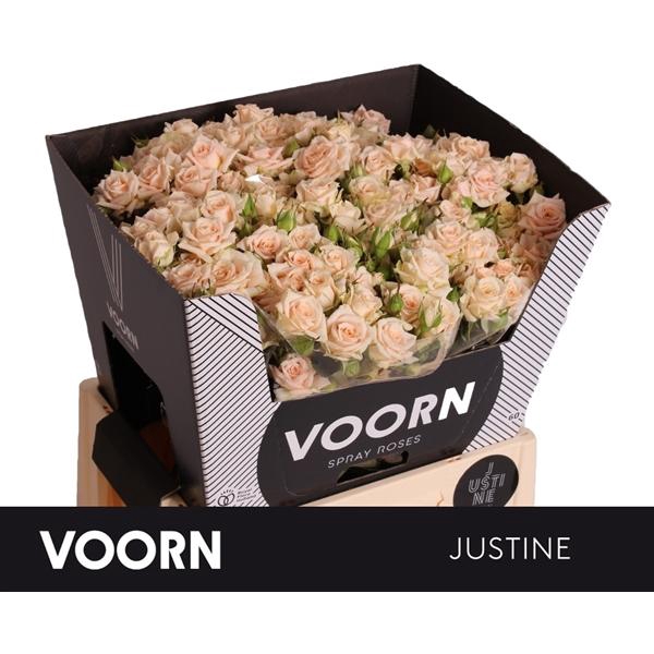 <h4>Rosa TR 'Justine' VOORN</h4>