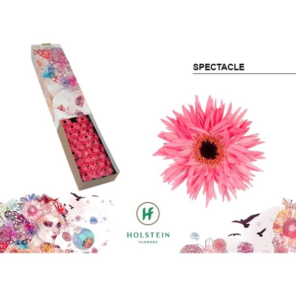 <h4>Ge Mi Spider Spectacle Box</h4>