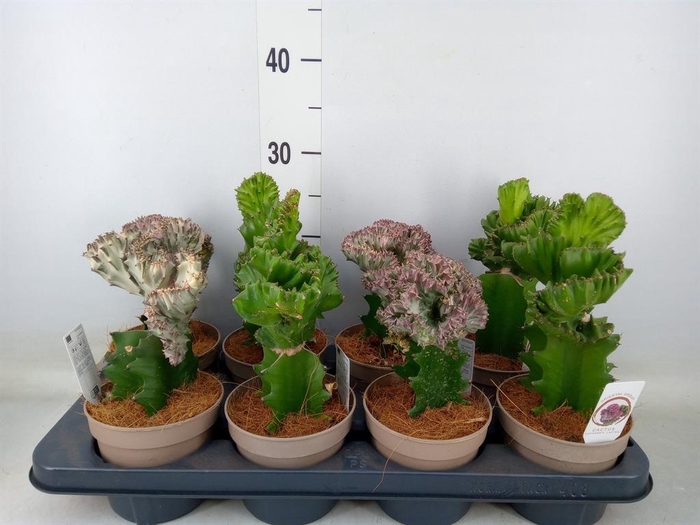 <h4>Euphorbia ...mix</h4>