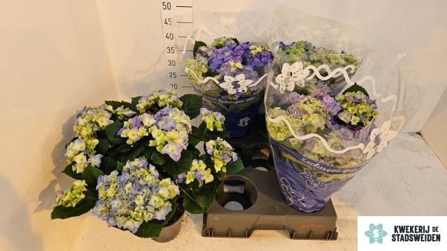 arr8 Hydr M Early Blue