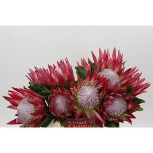 Protea Cynaroides Madiba