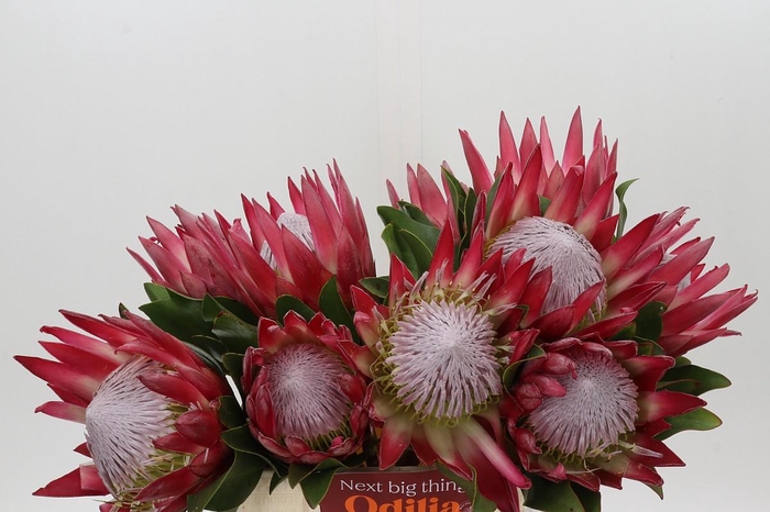 <h4>Protea Cynaroides Madiba</h4>