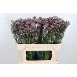 Astrantia Star Of Africa