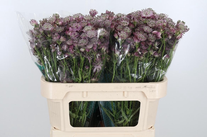 <h4>Astrantia Star Of Africa</h4>