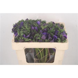 Anemone Galil Blue