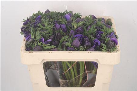 <h4>Anemone Fr. Blue</h4>