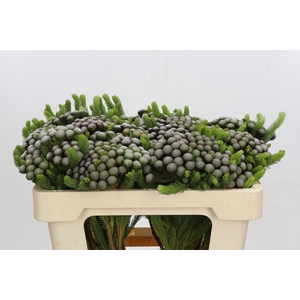 Kaaps Groen Albiflora