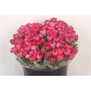 Ran. Elegance Cerise Extra