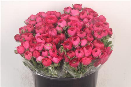 <h4>Ran. Elegance Cerise Extra</h4>