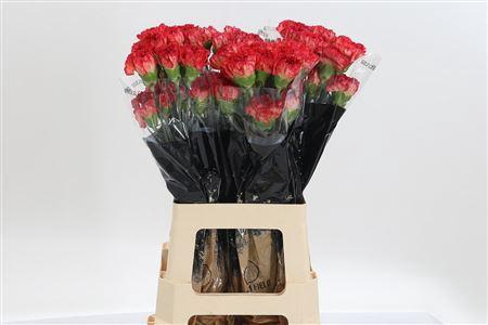 <h4>Di St Mefisto</h4>