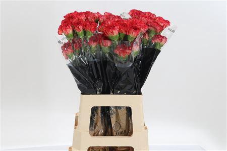 <h4>Di St Mefisto</h4>