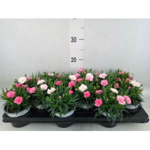 Dianthus  'I Love U'