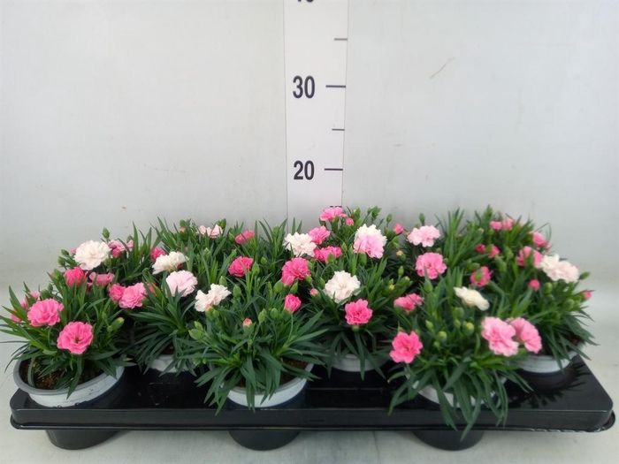 <h4>Dianthus  'I Love U'</h4>