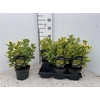 Euonymus Japonicus Marieke P15