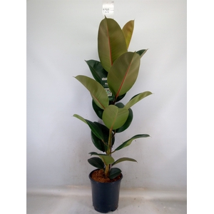 Ficus elastica 'Robusta'